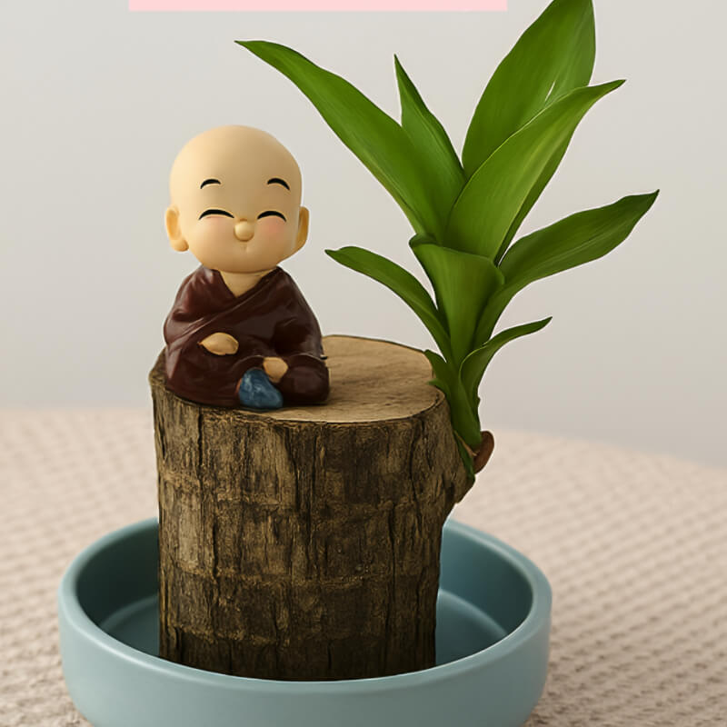 Brazilian Lucky Plant | Mini Home Plant Decorations