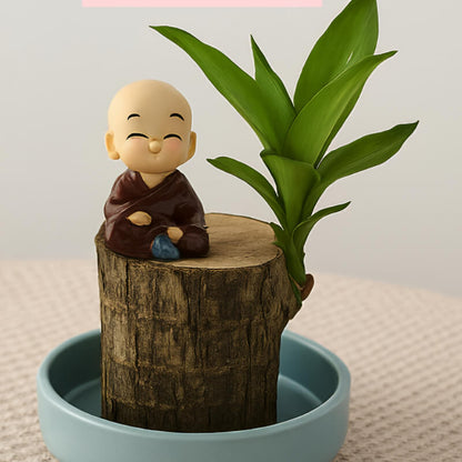 Brazilian Lucky Plant | Mini Home Plant Decorations