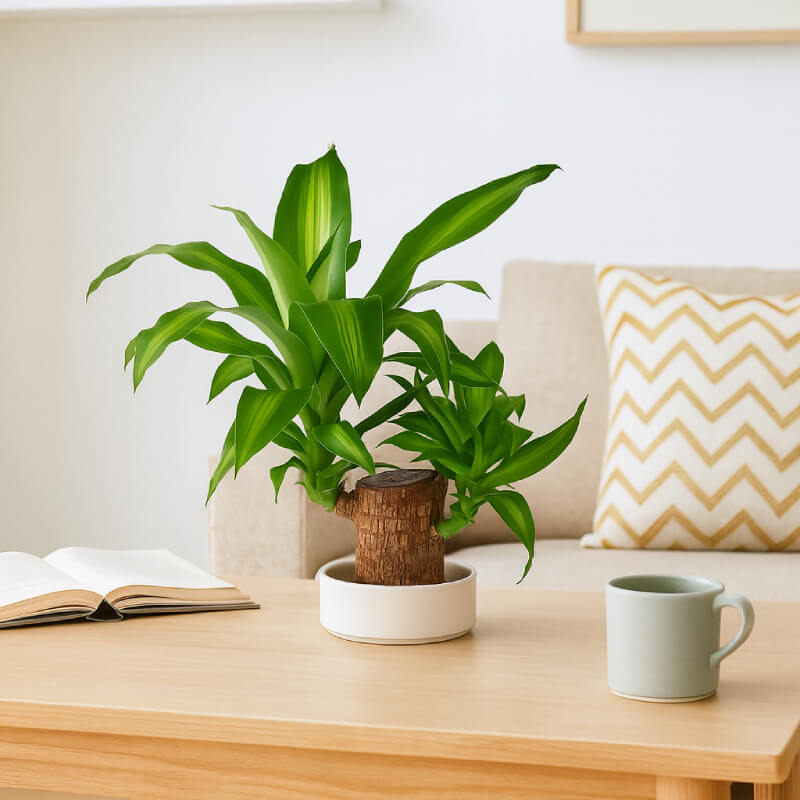 Brazilian Lucky Plant | Mini Home Plant Decorations