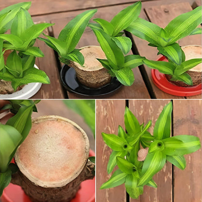 Brazilian Lucky Plant | Mini Home Plant Decorations