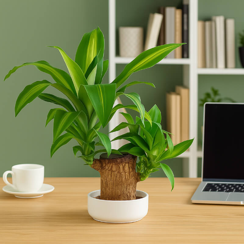 Brazilian Lucky Plant | Mini Home Plant Decorations