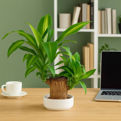 Brazilian Lucky Plant | Mini Home Plant Decorations