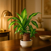 Brazilian Lucky Plant | Mini Home Plant Decorations