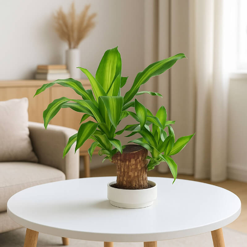 Brazilian Lucky Plant | Mini Home Plant Decorations